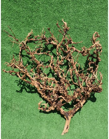 Ramas  thailand tree 30 a 40 cm (especial bonsáis)