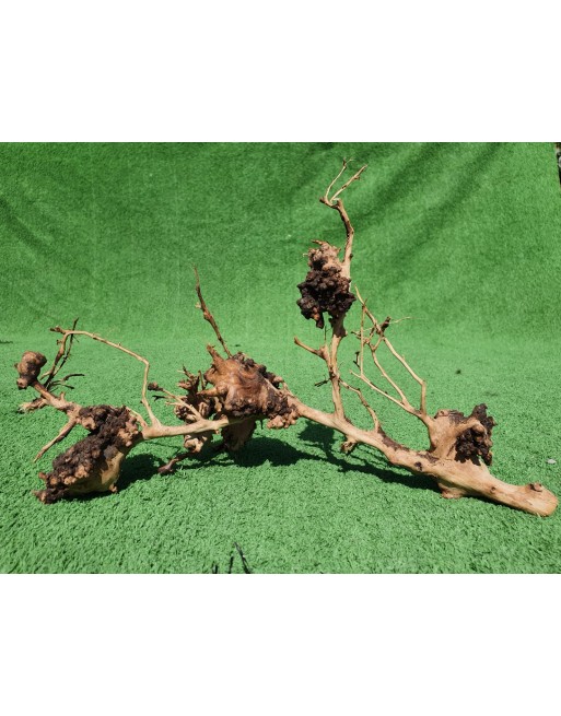 Aquarium branches thailand tree 20 to 30 cm