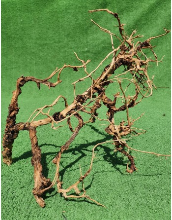 Ramas  thailand tree 20 a 30 cm (especial bonsái)